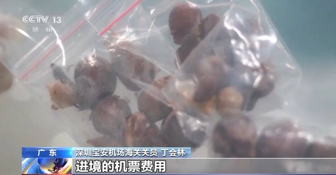 掀开衣服<strong></p>
<p>抹茶交易所最低交易金额</strong>，密密麻麻！200多只活虫惊现深圳机场……