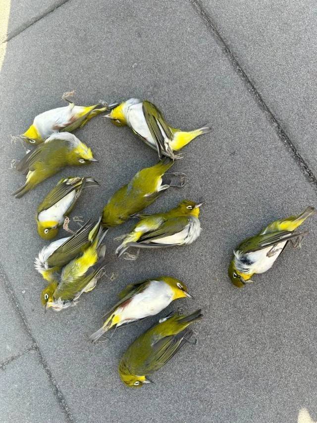 北京一座大厦楼下躺了14只鸟<strong></p>
<p>抹茶交易所</strong>，12只已死亡！元凶竟是玻璃