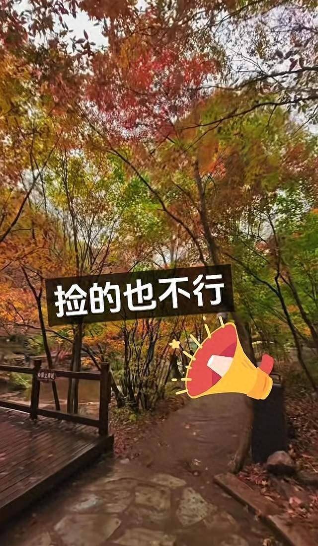 辽宁一景区禁止游客捡枫叶<strong></p>
<p>如何买币</strong>，手持枫叶也不行，工作人员：为保护自然环境