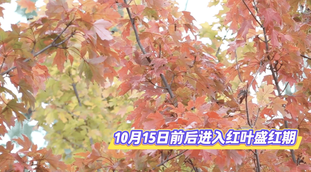 北京将迎新一轮秋雨<strong></p>
<p>抹茶交易所杠杆代币</strong>，赏红期预告来了！