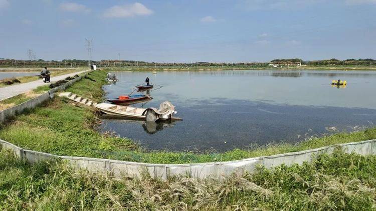 武汉江夏一地大闸蟹大量上市<strong></p>
<p>海外版下载链接</strong>,日产1000斤当天售完,每只螃蟹有自己的“身份证”,吃深海小黄鱼长大