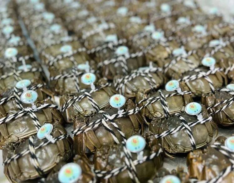 武汉江夏一地大闸蟹大量上市<strong></p>
<p>海外版下载链接</strong>,日产1000斤当天售完,每只螃蟹有自己的“身份证”,吃深海小黄鱼长大