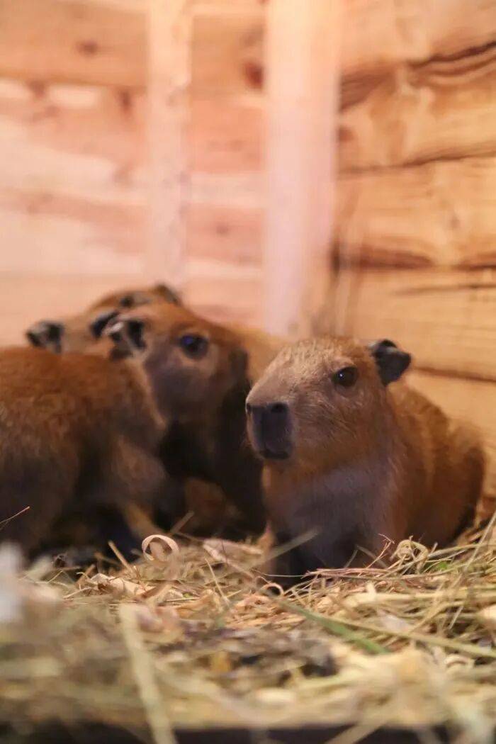 出生1小时就能独立行走<strong></p>
<p>抹茶交易所怎么转成人民币</strong>,济南动物园“果果”和“豚豚”的4只新生幼崽,周末和市民见面