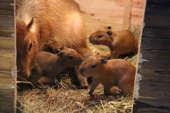 出生1小时就能独立行走<strong></p>
<p>抹茶交易所怎么转成人民币</strong>,济南动物园“果果”和“豚豚”的4只新生幼崽,周末和市民见面