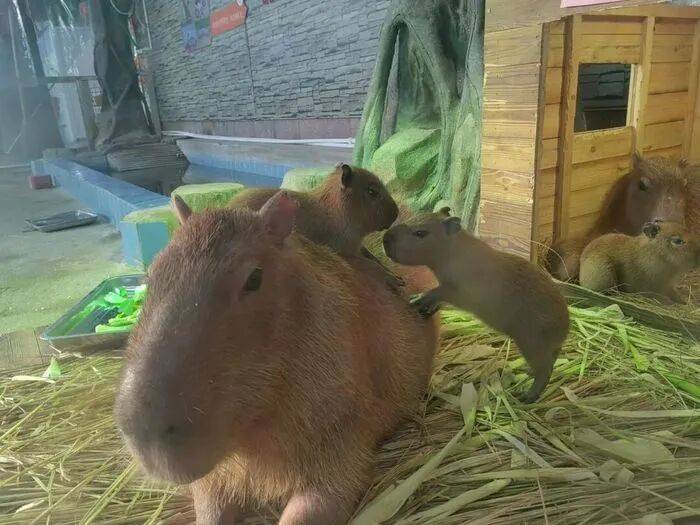 出生1小时就能独立行走<strong></p>
<p>抹茶交易所怎么转成人民币</strong>,济南动物园“果果”和“豚豚”的4只新生幼崽,周末和市民见面