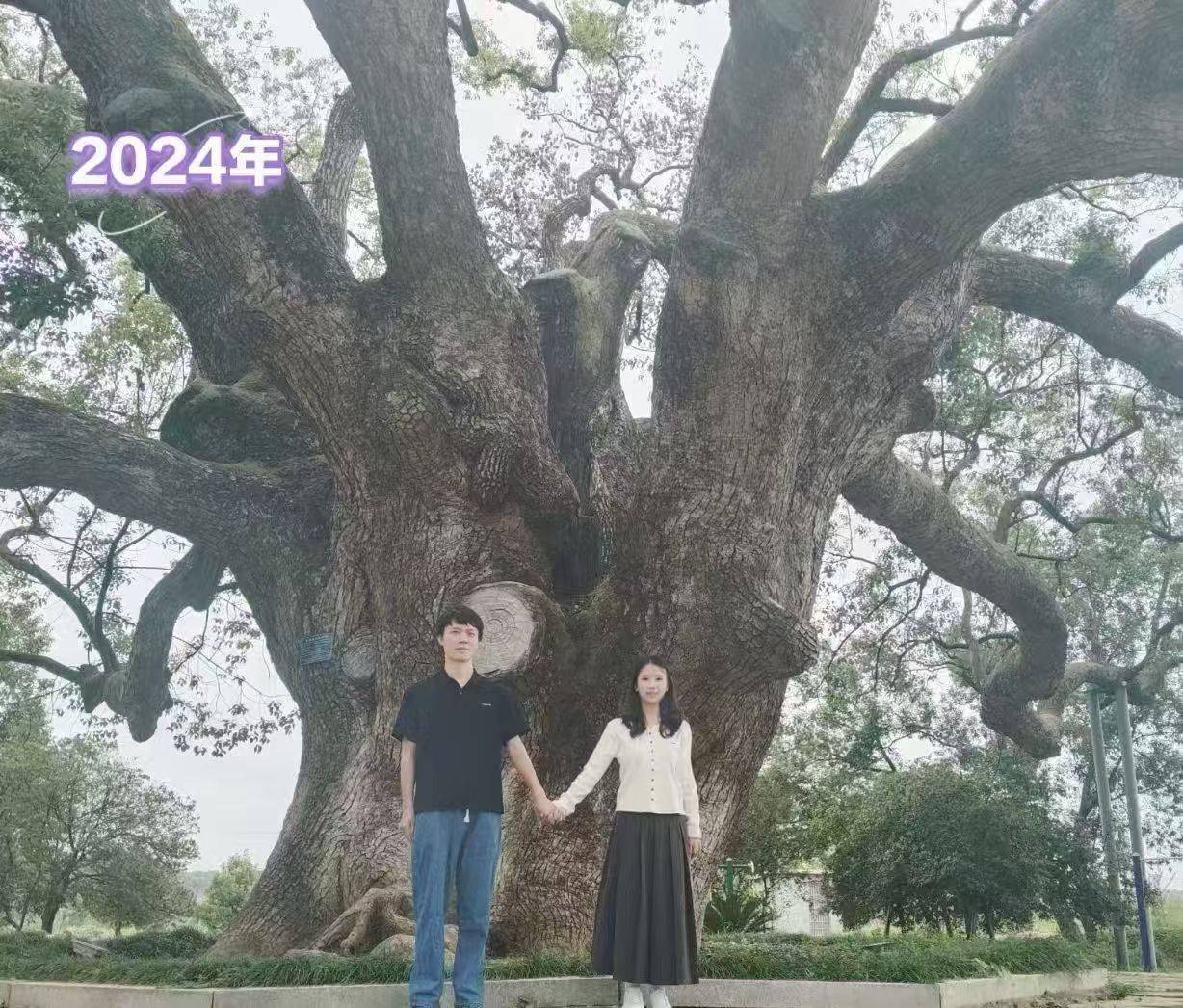 岳阳情侣连续9年在家乡千年古樟树下合影<strong></p>
<p>抹茶交易所怎么转成人民币</strong>,今年国庆终修正果:希望爱情像古树一样长久