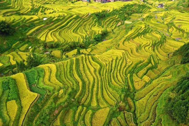 金秋<strong></p>
<p>注册邀请码</strong>,广西的梯田一点不输!