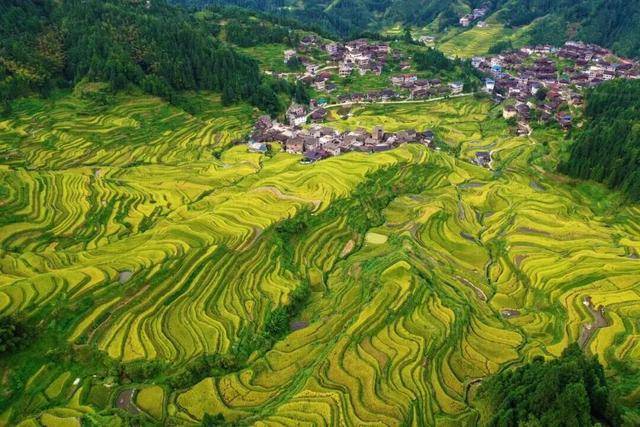 金秋<strong></p>
<p>注册邀请码</strong>,广西的梯田一点不输!