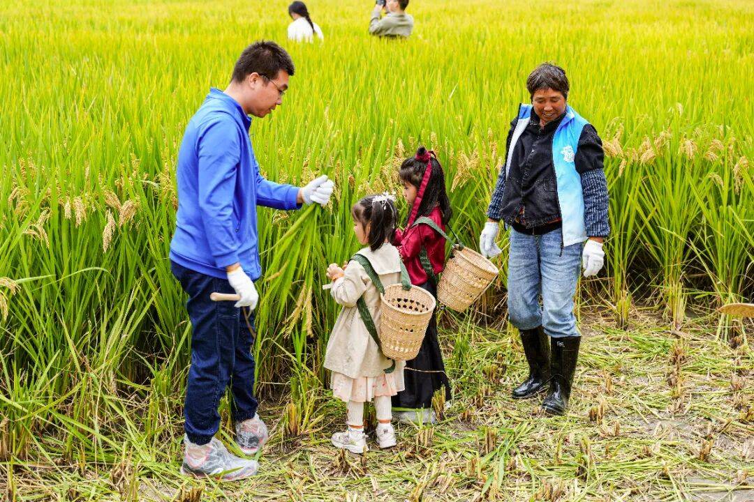 良渚遇“稻”<strong></p>
<p>注册邀请码</strong>你 | 秋季活动正当时