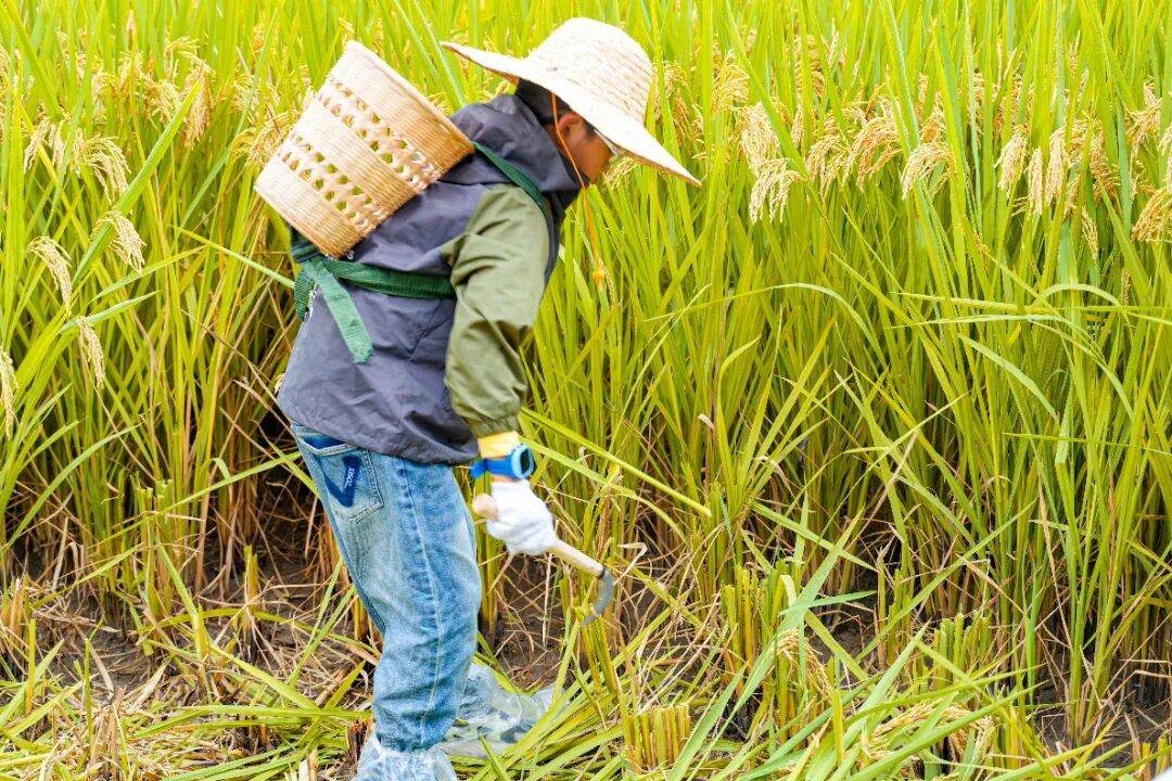 良渚遇“稻”<strong></p>
<p>注册邀请码</strong>你 | 秋季活动正当时