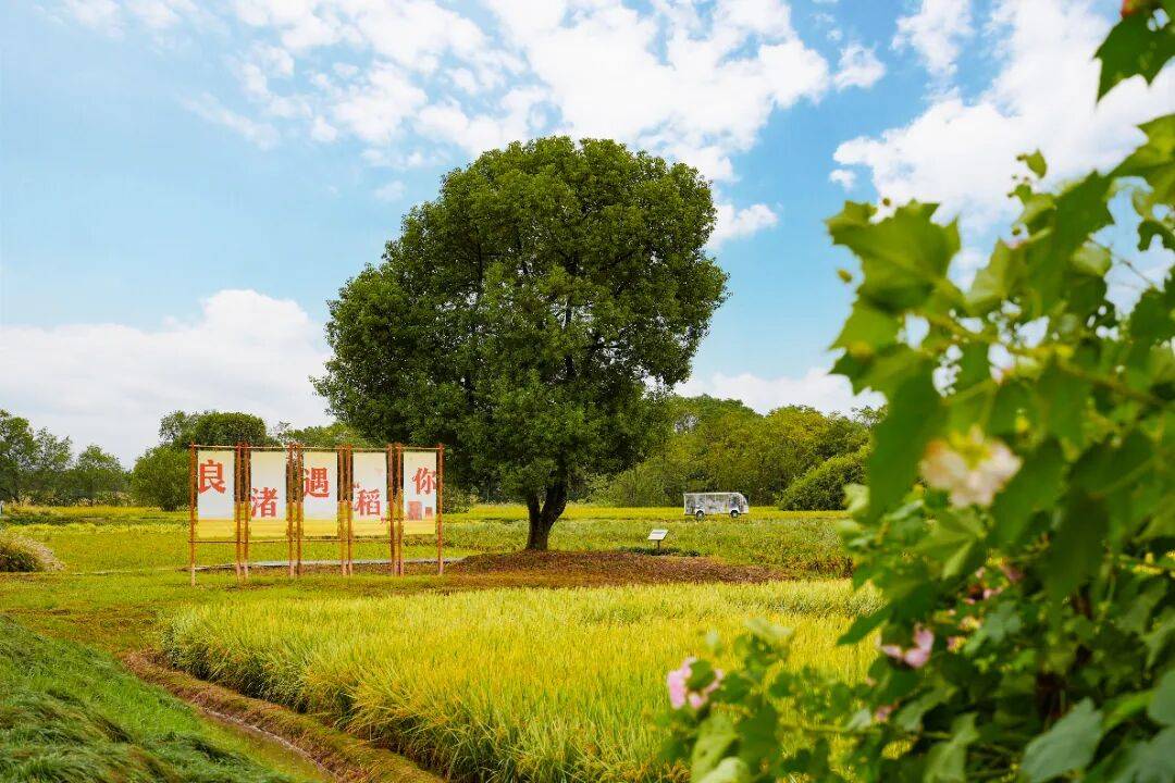 良渚遇“稻”<strong></p>
<p>注册邀请码</strong>你 | 秋季活动正当时