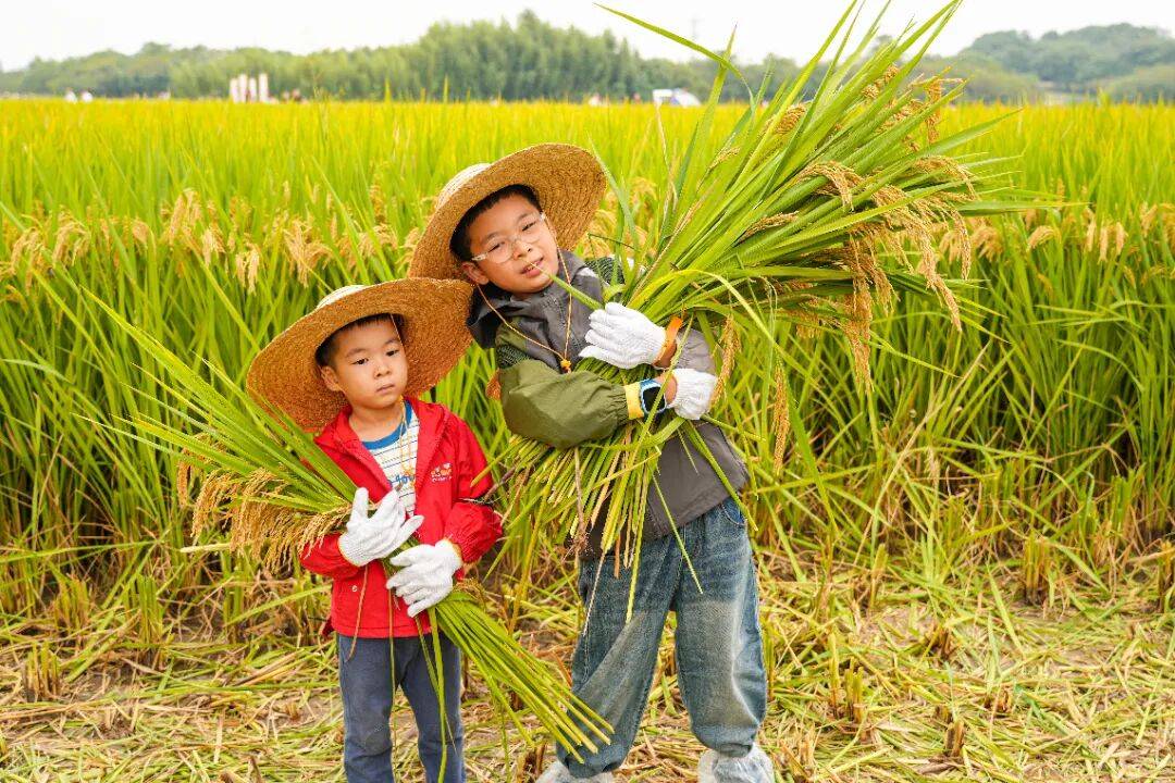 良渚遇“稻”<strong></p>
<p>注册邀请码</strong>你 | 秋季活动正当时