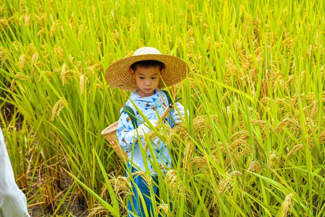 良渚遇“稻”<strong></p>
<p>注册邀请码</strong>你 | 秋季活动正当时