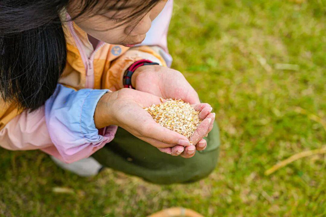 良渚遇“稻”<strong></p>
<p>注册邀请码</strong>你 | 秋季活动正当时