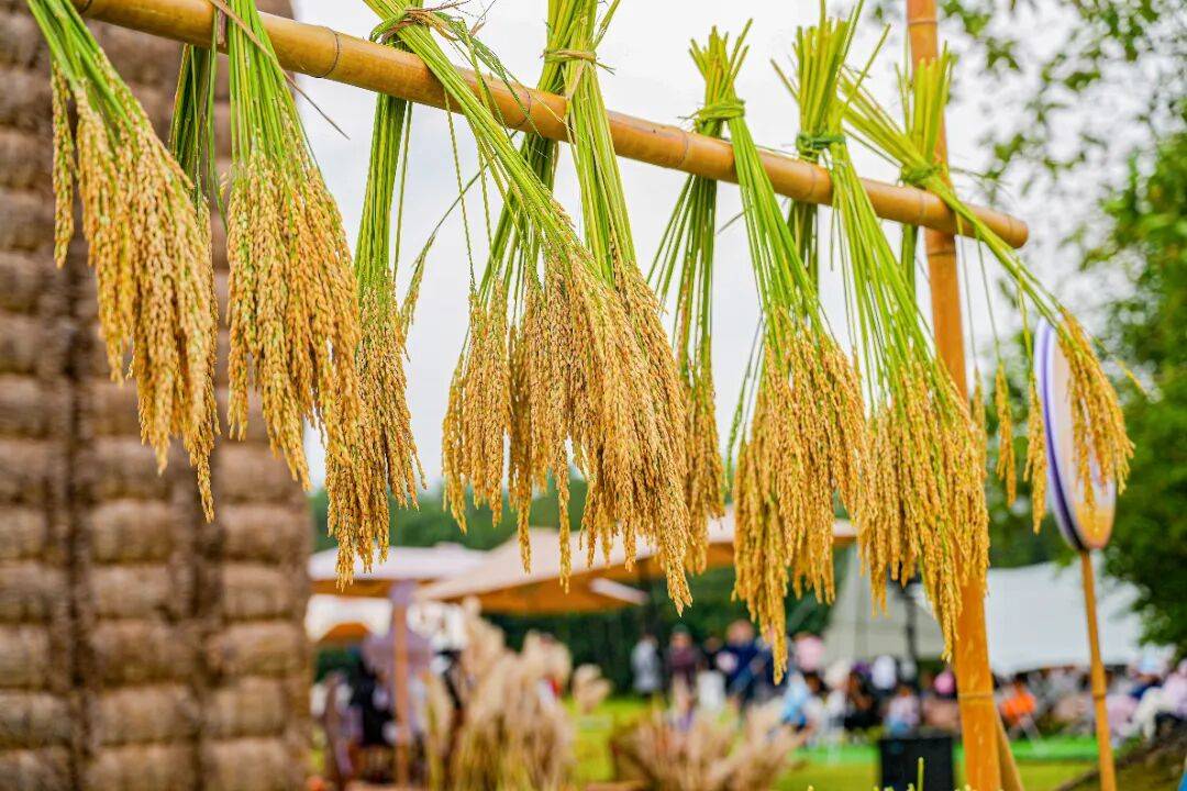 良渚遇“稻”<strong></p>
<p>注册邀请码</strong>你 | 秋季活动正当时