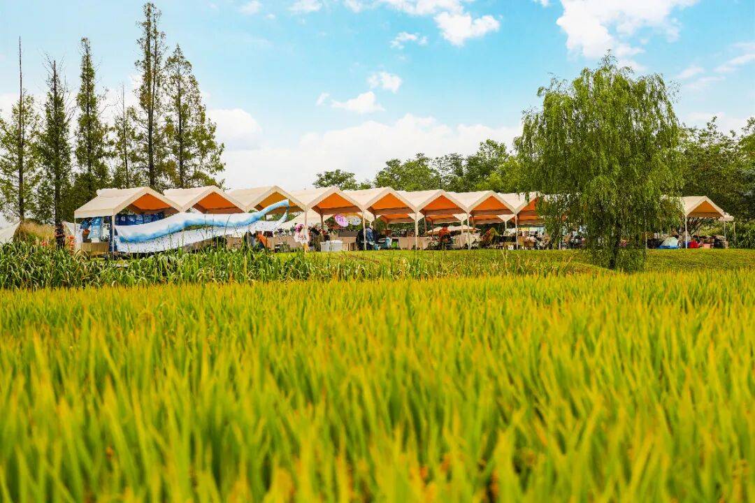 良渚遇“稻”<strong></p>
<p>注册邀请码</strong>你 | 秋季活动正当时