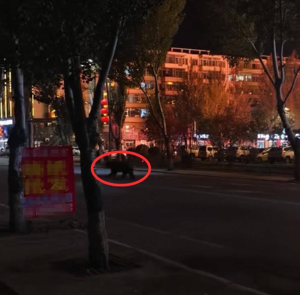 大黑熊夜里独闯黑龙江一县城闹市区<strong></p>
<p>东方雨虹股票</strong>，警方连开10多枪击毙，回应为何没用麻醉枪