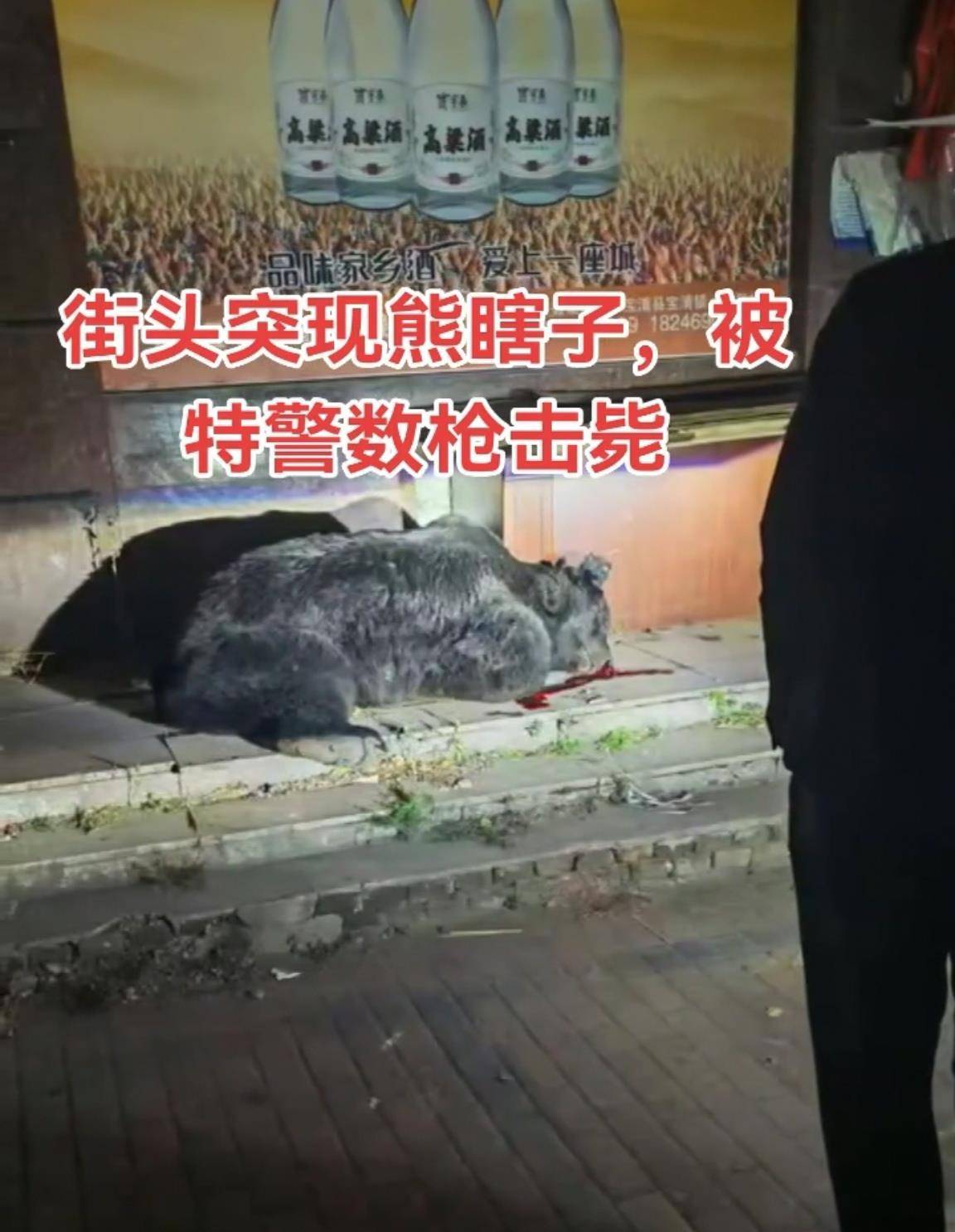 大黑熊夜里独闯黑龙江一县城闹市区<strong></p>
<p>东方雨虹股票</strong>，警方连开10多枪击毙，回应为何没用麻醉枪