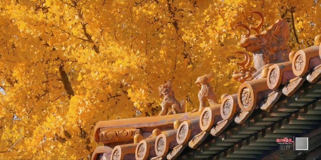 银杏金黄<strong></p>
<p>东方雨虹股票</strong>!铺满焦作的秋天!