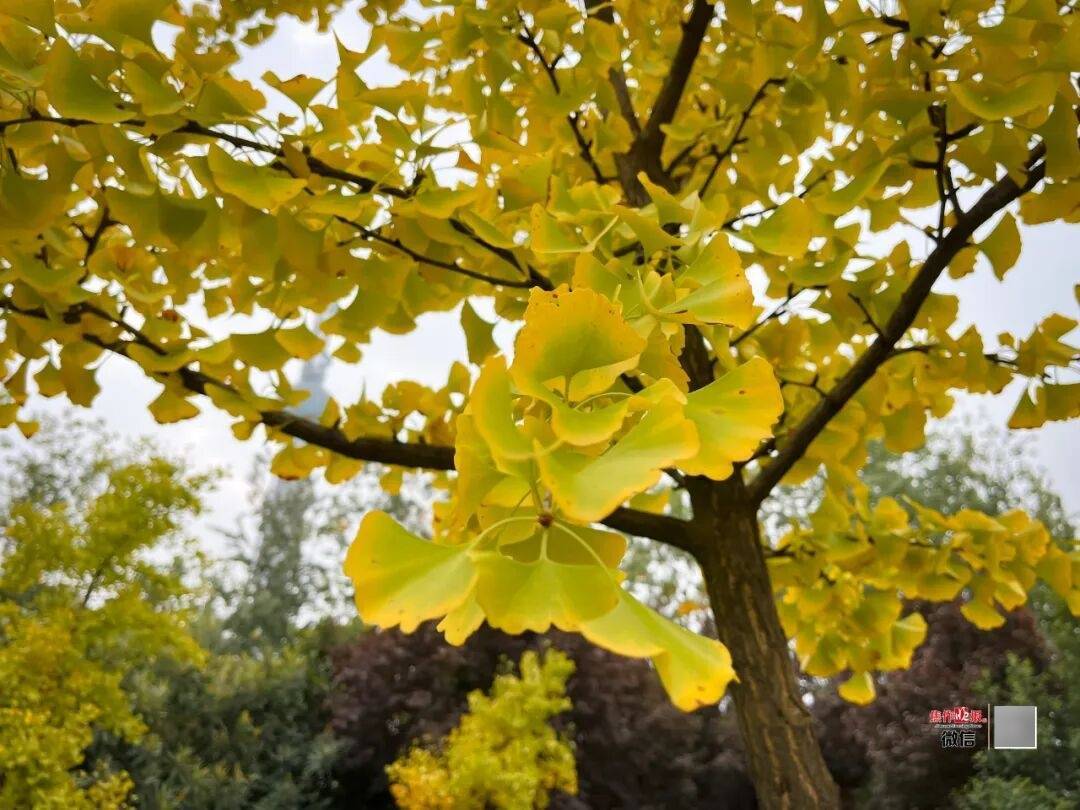 银杏金黄<strong></p>
<p>东方雨虹股票</strong>!铺满焦作的秋天!