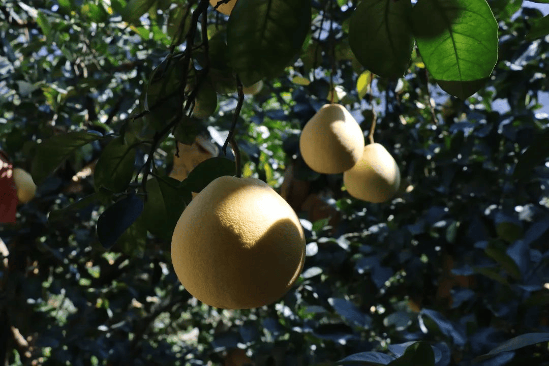 霜降至<strong></p>
<p>东方雨虹股票</strong>,气温会有反转吗?