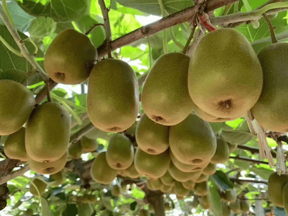 霜降至<strong></p>
<p>东方雨虹股票</strong>,气温会有反转吗?