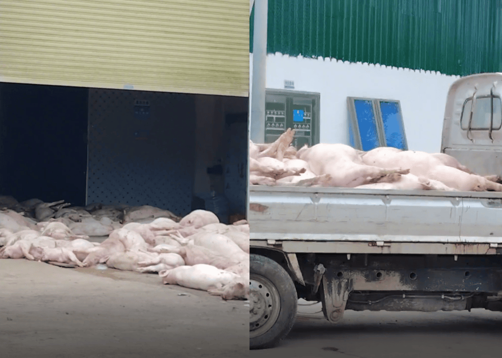 广东一食品企业出现大量死猪事件追踪:公安部门介入侦办<strong></p>
<p>中国中车股票</strong>,企业负责人被控制