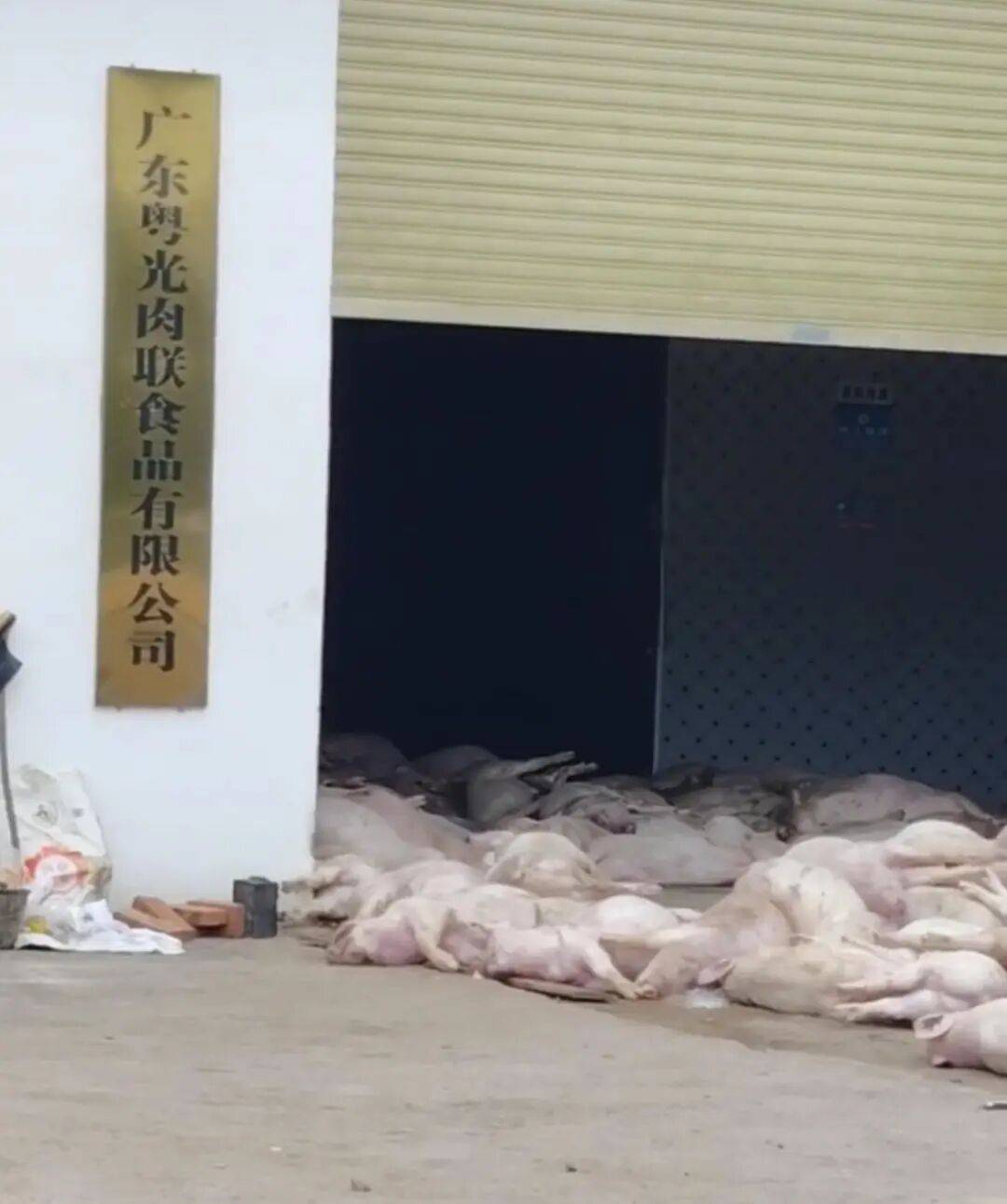 广东一肉联公司门口堆满死猪<strong></p>
<p>同仁堂股票</strong>，官方：7人被控制