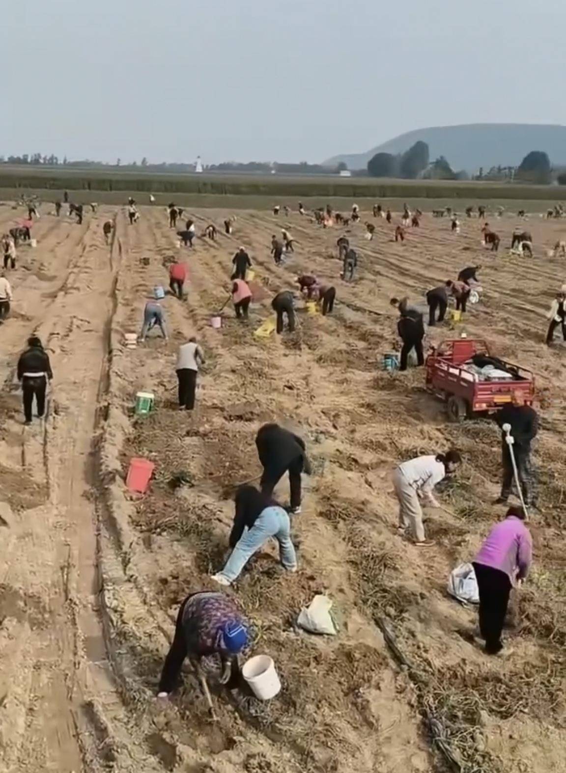 数百人冲进地里捡红薯<strong></p>
<p>恒生电子股票</strong>，田主称是秋收剩下的，网友：免费翻地，利人利己