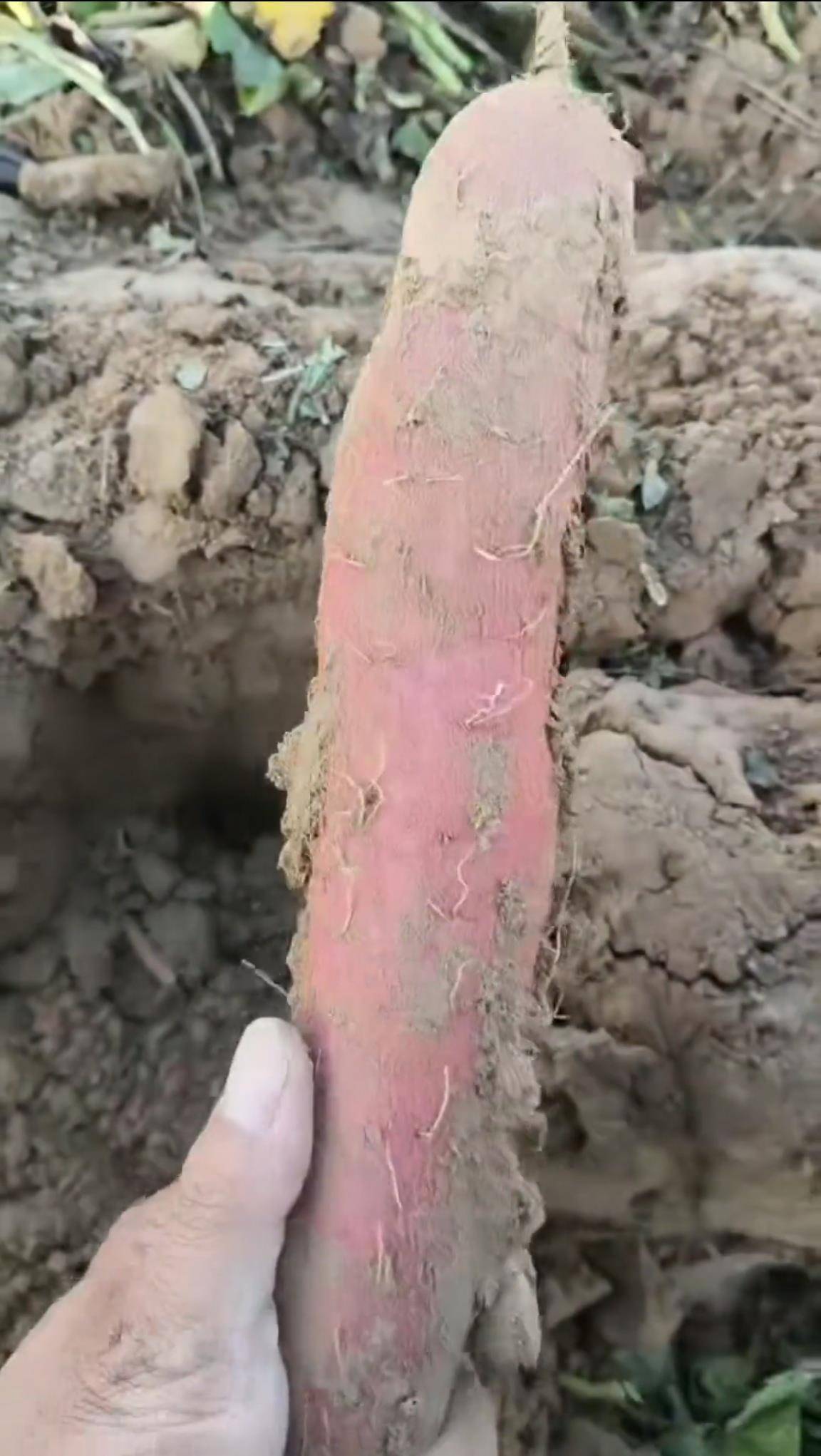 数百人冲进地里捡红薯<strong></p>
<p>恒生电子股票</strong>，田主称是秋收剩下的，网友：免费翻地，利人利己