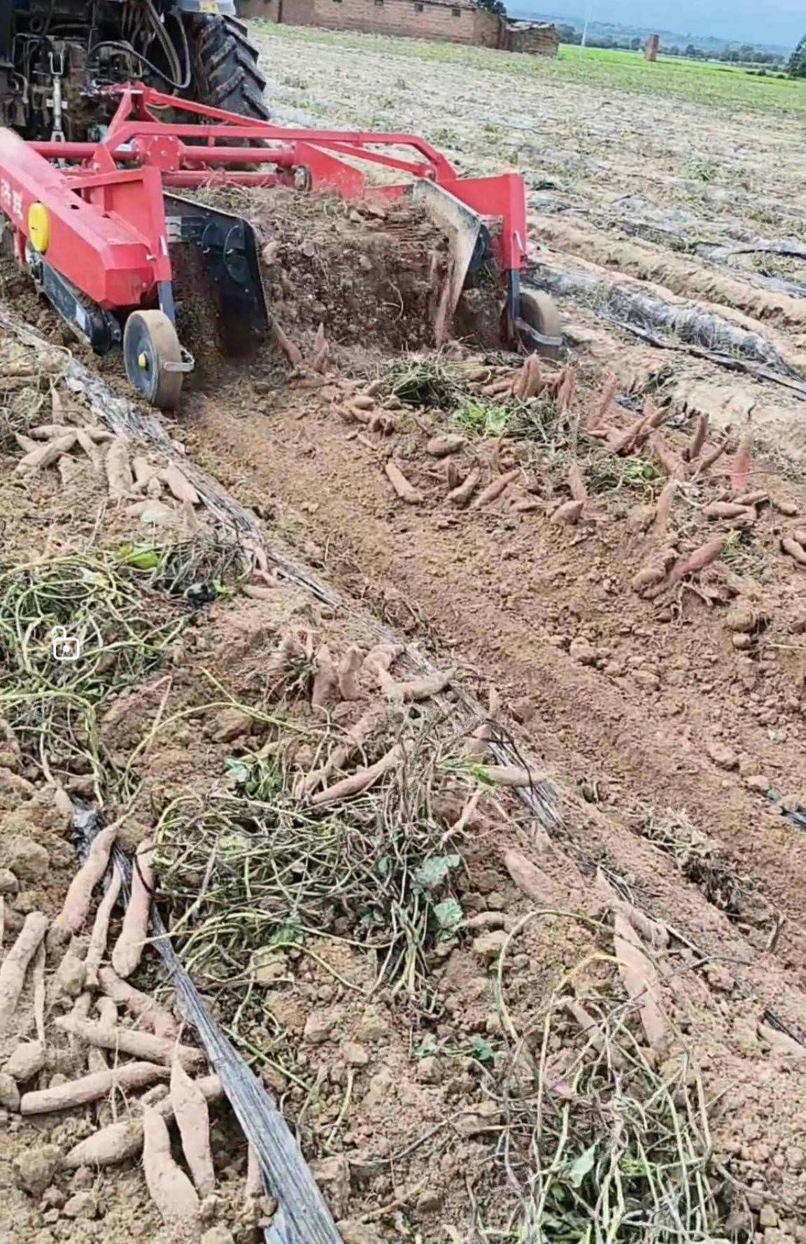 数百人冲进地里捡红薯<strong></p>
<p>恒生电子股票</strong>，田主称是秋收剩下的，网友：免费翻地，利人利己