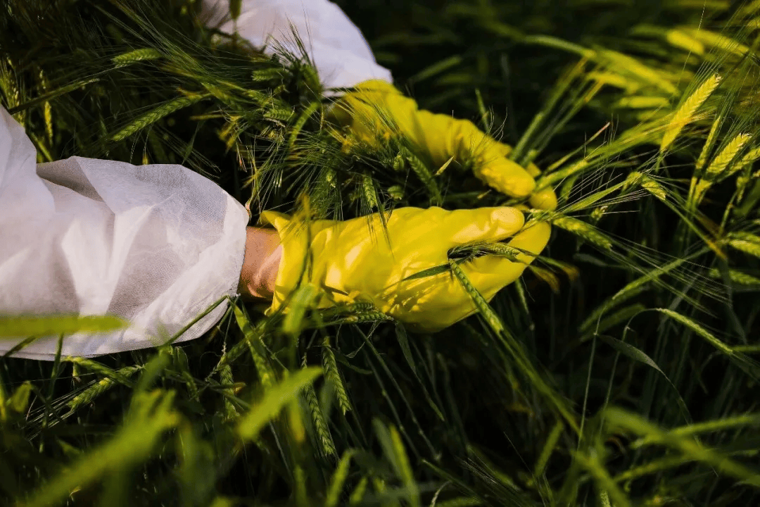 警惕<strong></p>
<p>长虹股票</strong>！田里有间谍