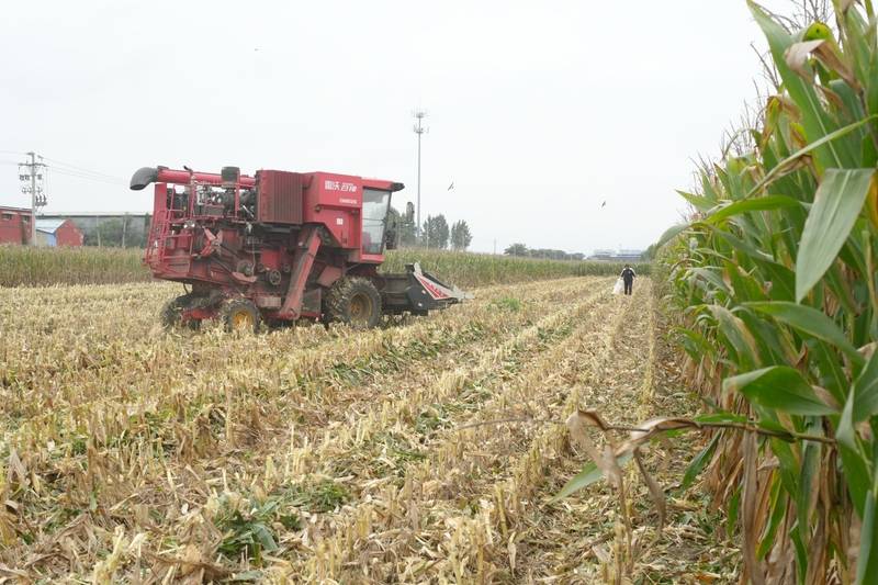 阴雨50天<strong></p>
<p>吉视传媒股票</strong>,他用3200块救回30万斤玉米