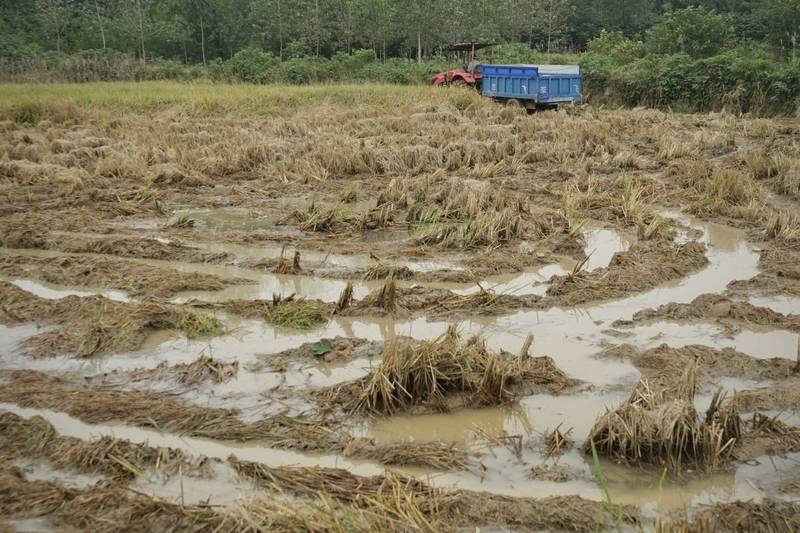 阴雨50天<strong></p>
<p>吉视传媒股票</strong>,他用3200块救回30万斤玉米
