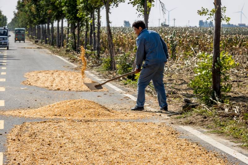 阴雨50天<strong></p>
<p>吉视传媒股票</strong>,他用3200块救回30万斤玉米