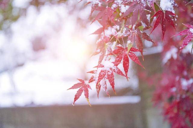 百年难遇“早立冬”来了<strong></p>
<p>小商品城股票</strong>!有啥讲究?早看早准备!