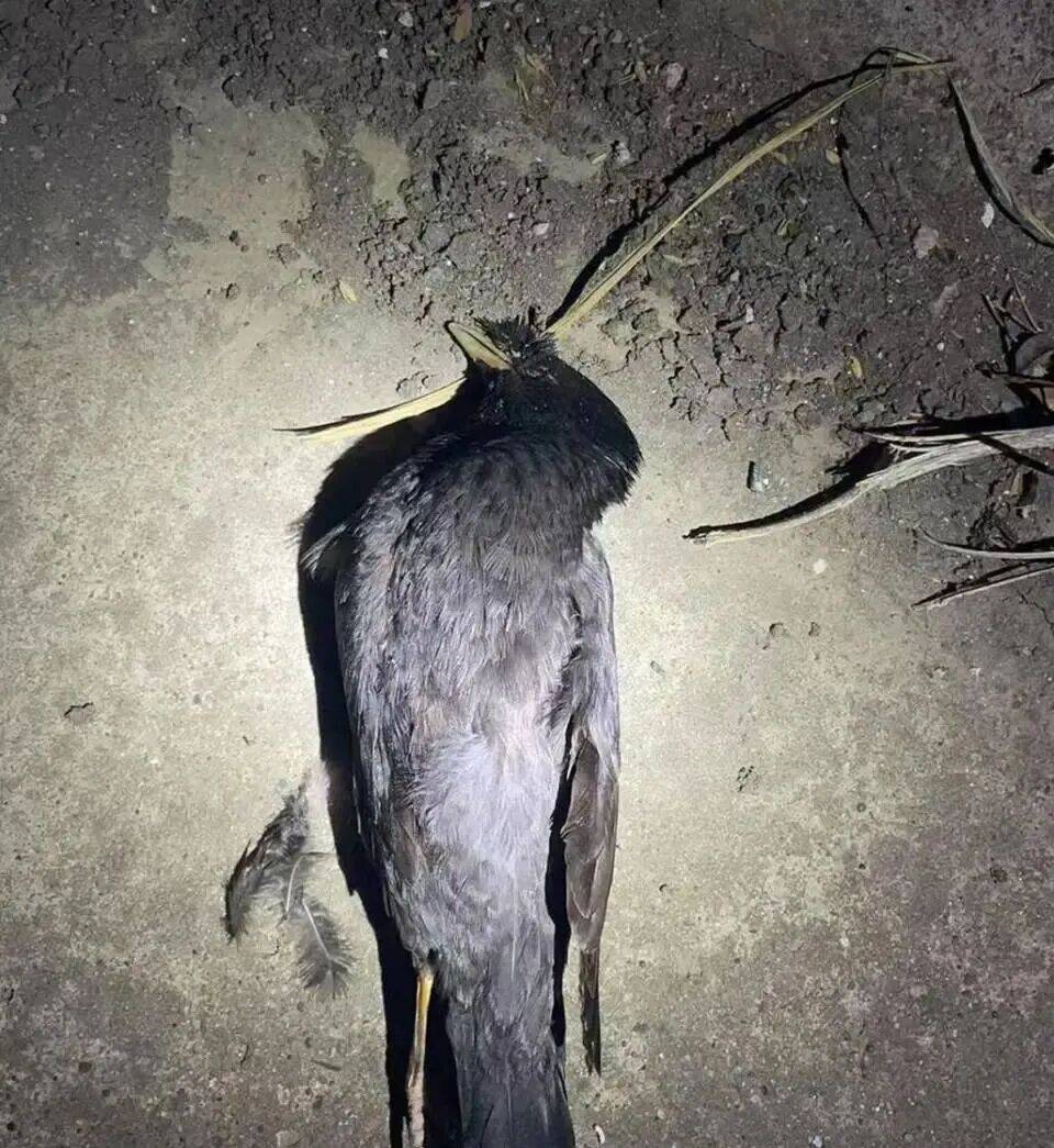 打开冰箱后民警懵了<strong></p>
<p>锦龙股份股票</strong>!男子"攒"了44只国家保护动物,供自己食用...