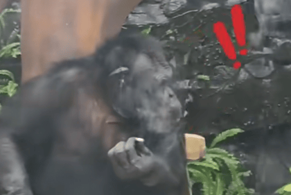 大猩猩抽烟手法娴熟?广西南宁动物园:从小在领养家庭学会抽烟喝酒<strong></p>
<p>山东黄金股票</strong>,会派人制止