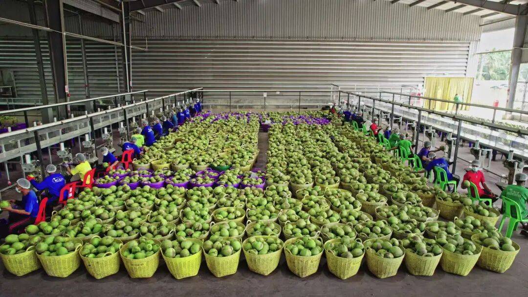 椰子水之外<strong></p>
<p>同花顺炒股票</strong>，大公司争夺40亿元生椰市场