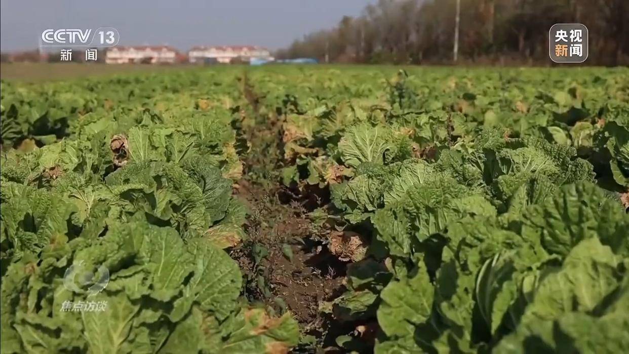 单棵售价超百元<strong></p>
<p>同花顺炒股票</strong>,起底“套牌白菜”背后的销售套路