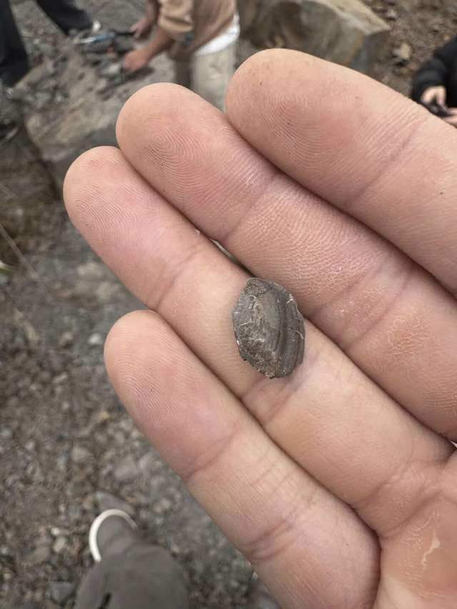 重庆多人携工具到一空地挖“化石”,记者目睹市民现场挖出小贝壳,官方:正在核实