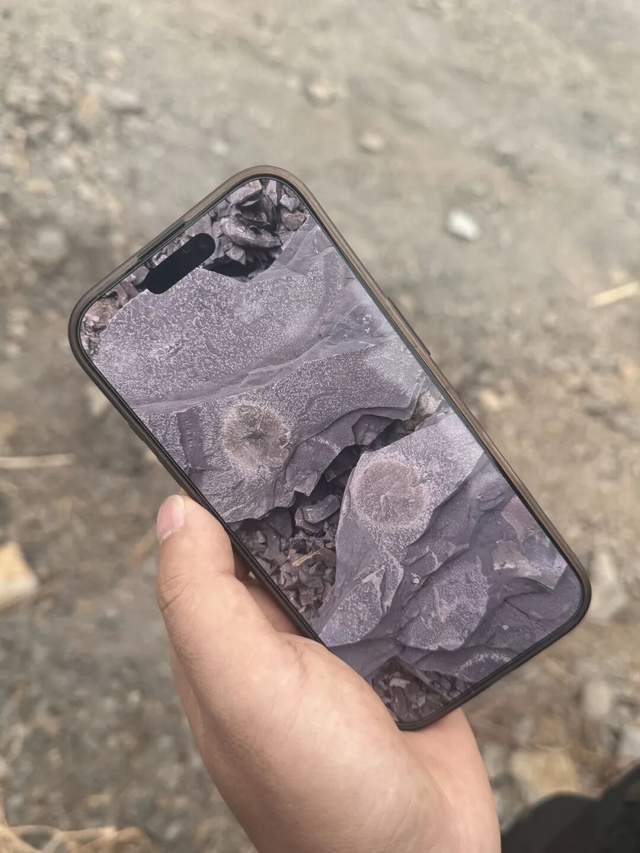 重庆多人携工具到一空地挖“化石”<strong></p>
<p>上海电气股票股吧</strong>,记者目睹市民现场挖出小贝壳,官方:正在核实