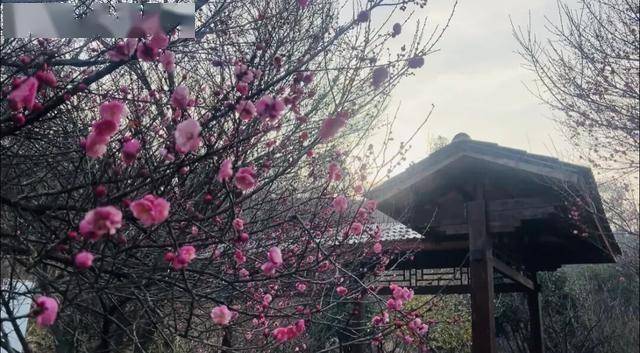 太突然！武汉正大量出现，不用等到春节