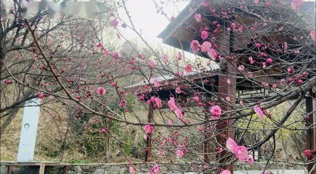 太突然！武汉正大量出现<strong></p>
<p>阿里股票</strong>，不用等到春节